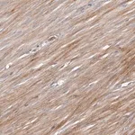 Merck Anti-URGCP antibody produced in rabbit