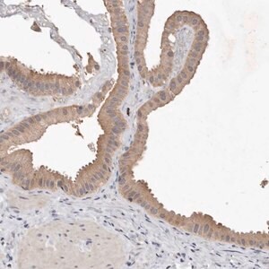 Merck Anti-EDEM1 antibody produced in rabbit