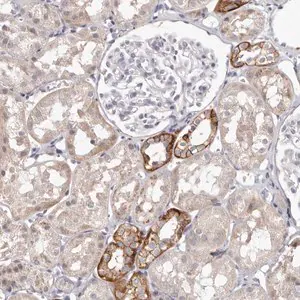 Merck Anti-PCDHB6 antibody produced in rabbit