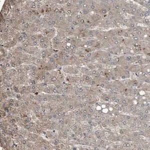 Merck Anti-C9 antibody produced in rabbit