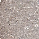 Merck Anti-C9 antibody produced in rabbit