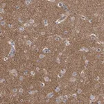 Merck Anti-PCLO antibody produced in rabbit