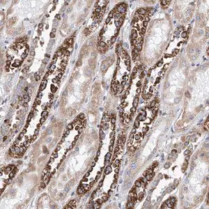 Merck Anti-MAD2L1 antibody produced in rabbit