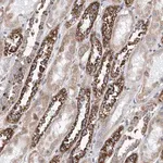 Merck Anti-MAD2L1 antibody produced in rabbit