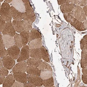 Merck Anti-GTPBP1 antibody produced in rabbit