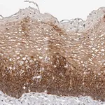 Merck Anti-VIPAS39 antibody produced in rabbit