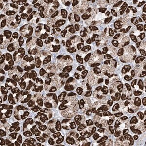 Merck Anti-XKR3 antibody produced in rabbit