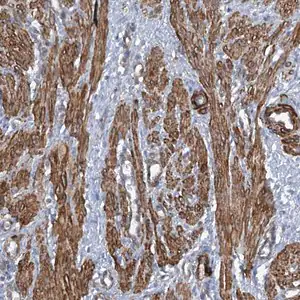 Merck Anti-ZNF490 antibody produced in rabbit