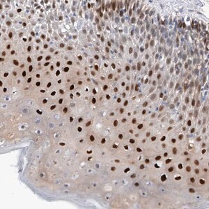 Merck Anti-PHF20 antibody produced in rabbit