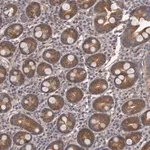 Merck Anti-ARMCX1 antibody produced in rabbit