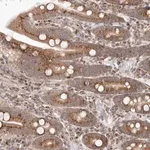 Merck Anti-EGR3 antibody produced in rabbit