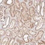 Merck Anti-USP33 antibody produced in rabbit
