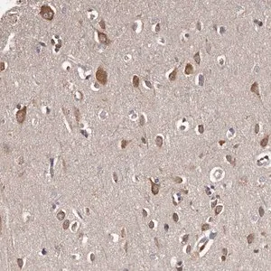 Merck Anti-CELF3 antibody produced in rabbit