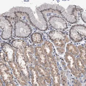 Merck Anti-TSTD1 antibody produced in rabbit