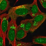 Merck Anti-MYRIP antibody produced in rabbit