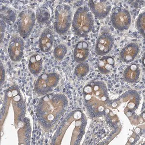 Merck Anti-PCDH8 antibody produced in rabbit
