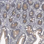 Merck Anti-PCDH8 antibody produced in rabbit