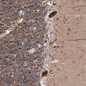 Merck Anti-AIM1L antibody produced in rabbit