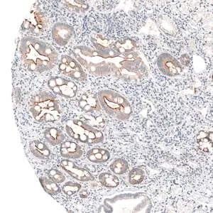 Merck Anti-MS4A6A antibody produced in rabbit