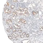 Merck Anti-MS4A6A antibody produced in rabbit