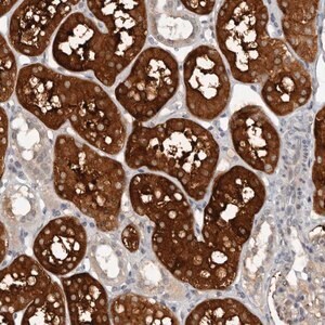 Merck Anti-CAPN15 antibody produced in rabbit