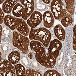 Merck Anti-CAPN15 antibody produced in rabbit