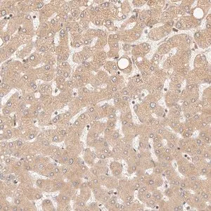 Merck Anti-TIMM17A antibody produced in rabbit