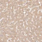Merck Anti-TIMM17A antibody produced in rabbit