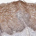 Merck Anti-EPHX3 antibody produced in rabbit