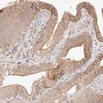 Merck Anti-SLC35B2 antibody produced in rabbit