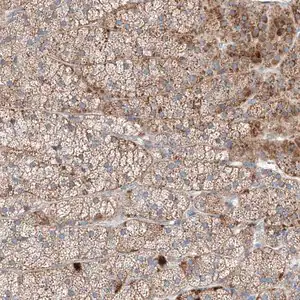 Merck Anti-MRAP antibody produced in rabbit