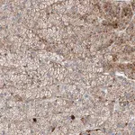 Merck Anti-MRAP antibody produced in rabbit