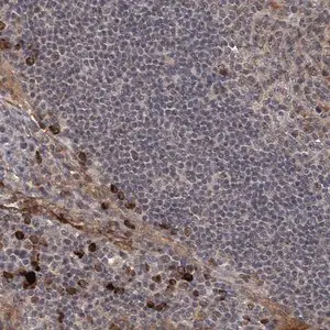 Merck Anti-GPR132 antibody produced in rabbit