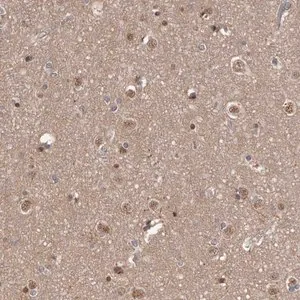 Merck Anti-AHR antibody produced in rabbit