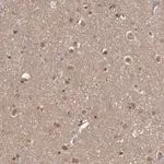 Merck Anti-AHR antibody produced in rabbit