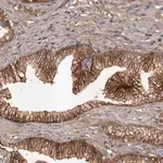 Merck Anti-SLC22A3 antibody produced in rabbit