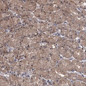 Merck Anti-SLC18B1 antibody produced in rabbit