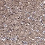 Merck Anti-SLC18B1 antibody produced in rabbit