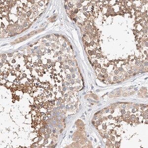Merck Anti-C6orf118 antibody produced in rabbit