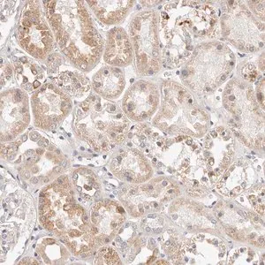Merck Anti-MYOM3 antibody produced in rabbit