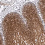 Merck Anti-TECR antibody produced in rabbit