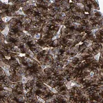 Merck Anti-LRRC70 antibody produced in rabbit