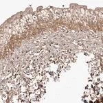 Merck Anti-SLITRK6 antibody produced in rabbit