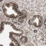 Merck Anti-UTRN antibody produced in rabbit