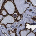 Merck Anti-S100A13 antibody produced in rabbit