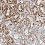 Merck Anti-PDCD11 antibody produced in rabbit