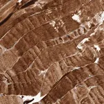 Merck Anti-MACF1 antibody produced in rabbit