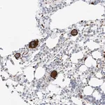 Merck Anti-C9orf172 antibody produced in rabbit