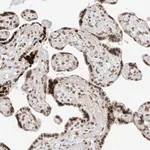 Merck Anti-C17orf58 antibody produced in rabbit