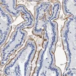 Merck Anti-DLC1 antibody produced in rabbit